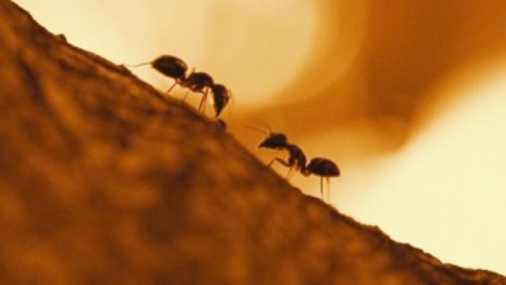 NASA a trimis furnici în spaţiul cosmic